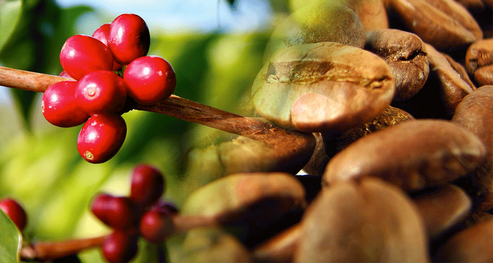 Kona Coffee Products